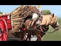 Tres Tombs 2015 encuentro nacional carruajes antiguos a Sant Joan Despí  2ªparte