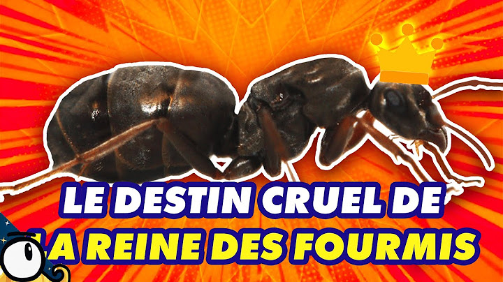 Comment devenir LA REINE DES FOURMIS ? 🐜