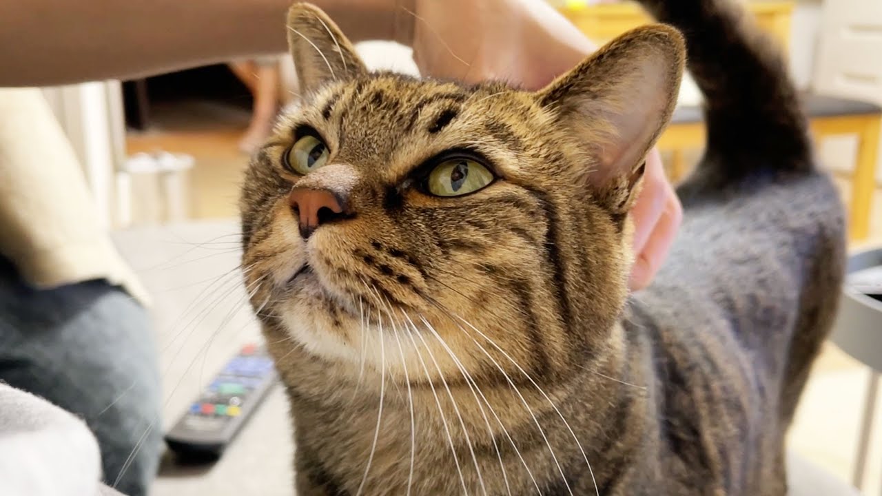 ほたねちゃん専用ページ 兄猫の事が好きで好きでたまらない、妹猫 - YouTube