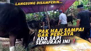 Pak Haji Kaget❗Sapi Qurban Semurah Ini,,, Langsung Diborong 4 ekor