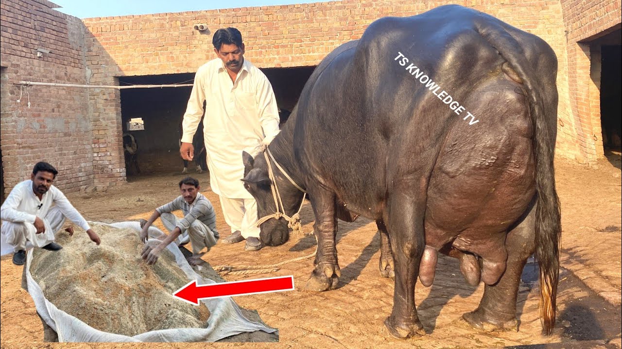 Мировой супербуйвол Билло с надоями 33,500 кг молока по диете Muzamil Jutt ll #буйвол #корова #мо...