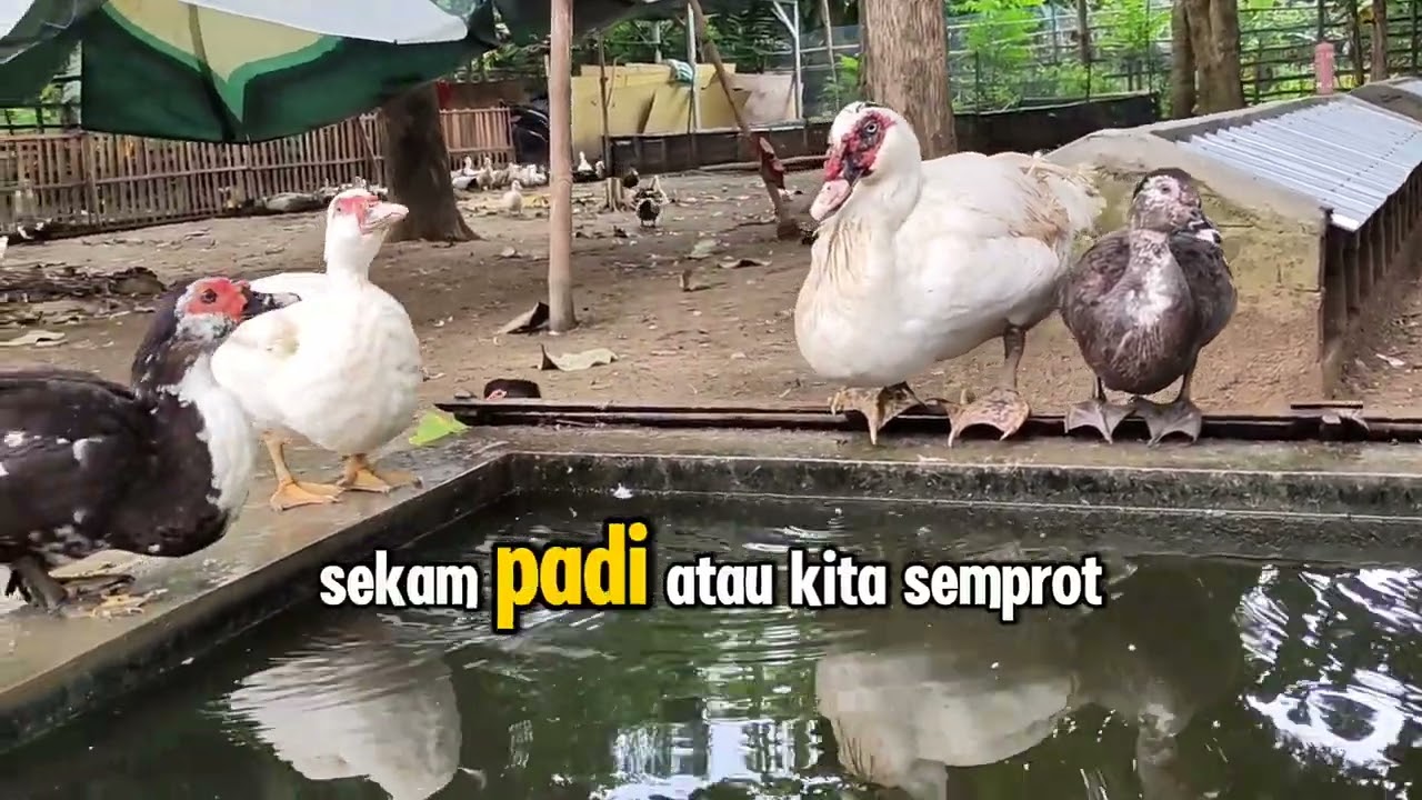 "RAHASIA SUKSES MULAI BETERNAK ENTOK!