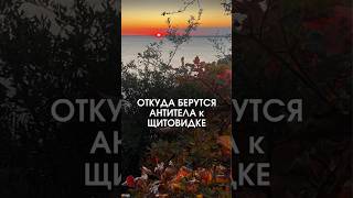 ОТКУДА берутся антитела к ТПО?