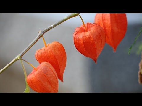 Video: Šta je ukrasna biljka?