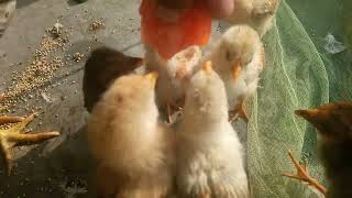 Cute Chicks Taking Tomatoo With OneClick