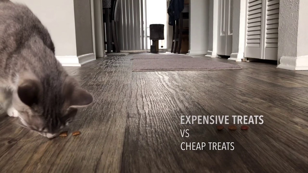Expensive cat treats vs Cheap cat treats YouTube