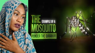 The example of the Mosquito | Reaction