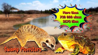 African Bullfrog - Second largest frog on African continent