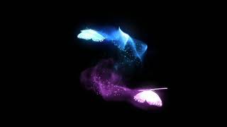 Free Stock Footage - Flying Butterflies Background (Black)WhatsApp status videos Net Worth