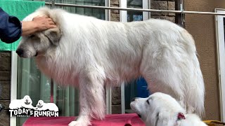 アランと遊びたくてブラッシングが終わるまで待てないルンルンです　Great Pyrenees　グレートピレニーズ