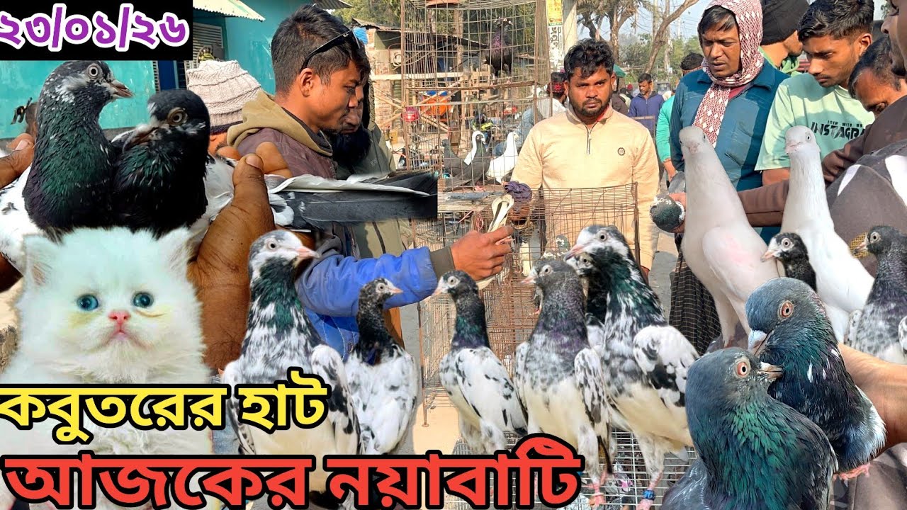 সবথেকে বড়ো কবুতরের হাট খালিশপুর নয়াবাটি(পর্ব১৩০) ২৩-০১-২৬ largest pigeon market in khulna khalishpur