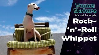 Funny Dog Dancing on Chair 2017 - FunnyNature by Funny Nature 2,753 views 6 years ago 41 seconds