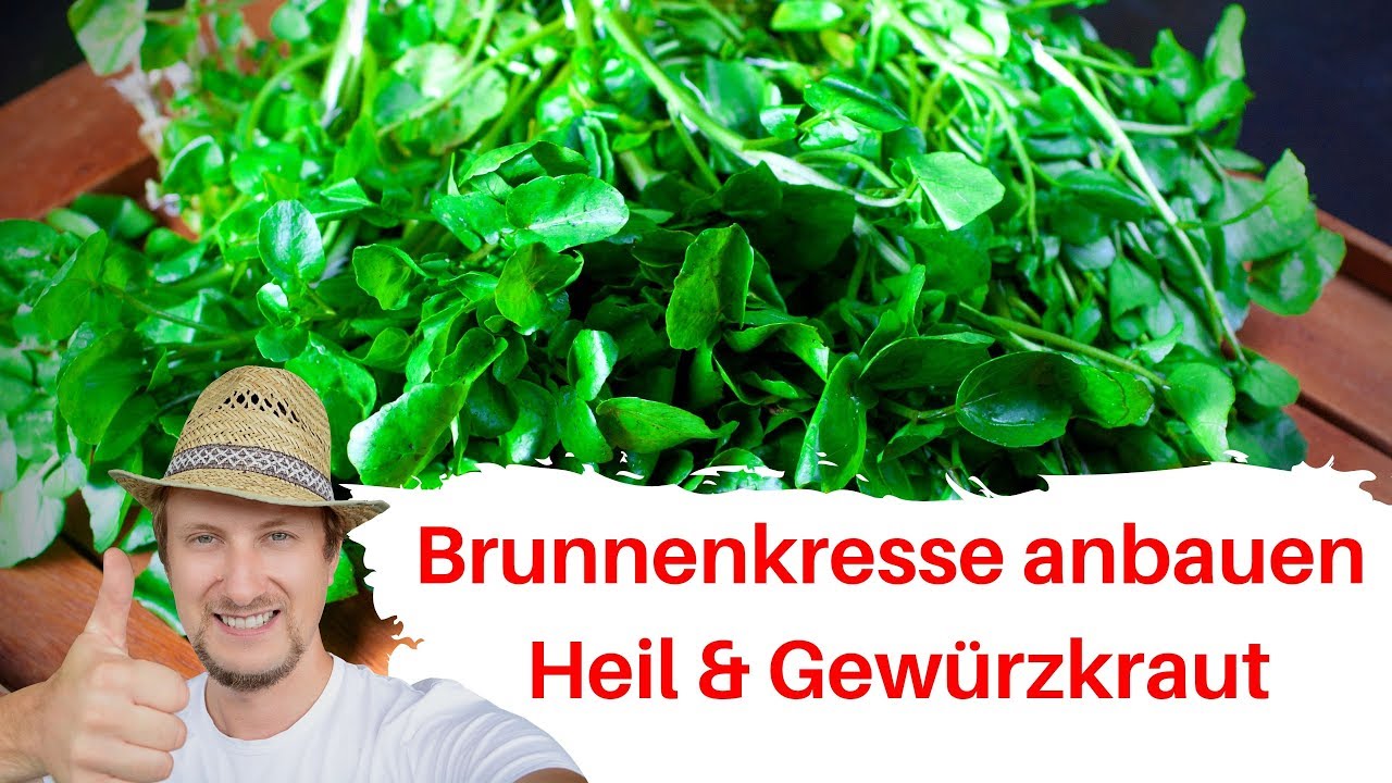 DESHALB  solltest du Blumenerde in den BACKOFEN geben 💥 (GENIALER Trick) 🤯