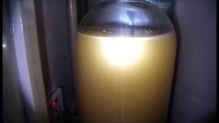 Home Brewing .. Full Strength Scrumpy Cider