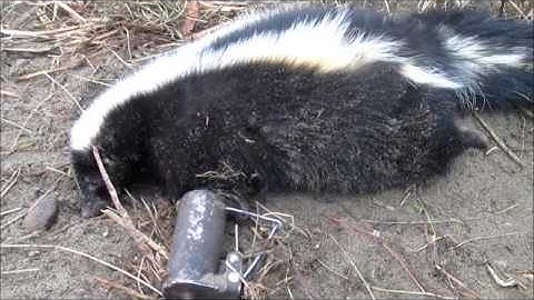 Where To Shoot A Skunk