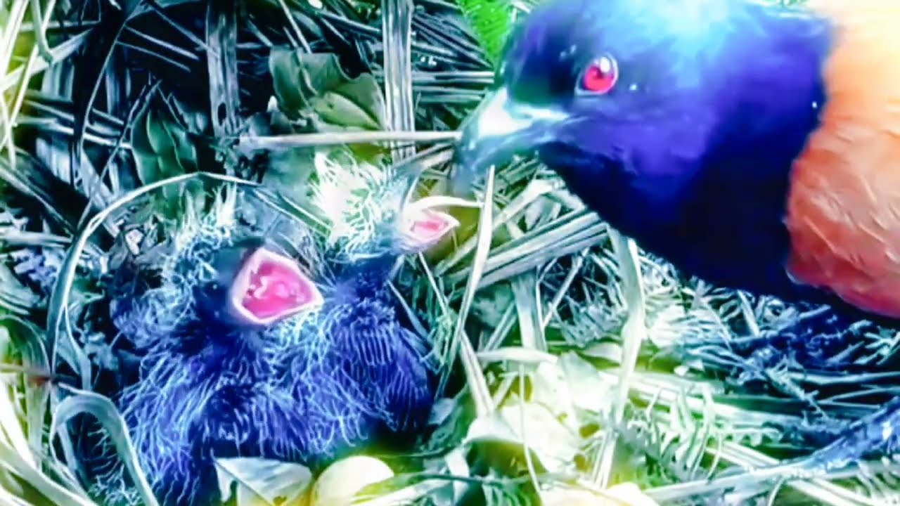 ГНЕВ ПТИЦЫ-РОДИТЕЛЬНИЦЫ ВЫМЕВАЛСЯ НА СВОЁМ РЕБЁНКЕ. ПОТОМУ ЧТО МАТЬ УСТАЛА, А ЕЁ РЕБЁНОК НЕ ХОТЕЛ СИ