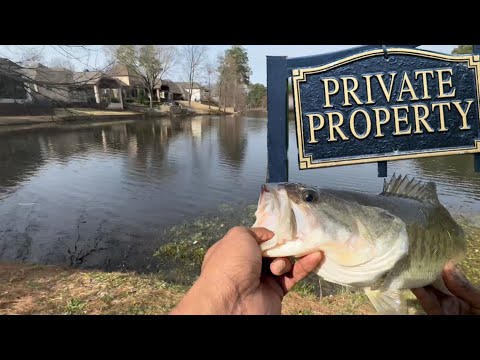 Early spring feeding frenzy ! They ate EVERYTHING #fishing #fish #fishingvideo #bassfishing