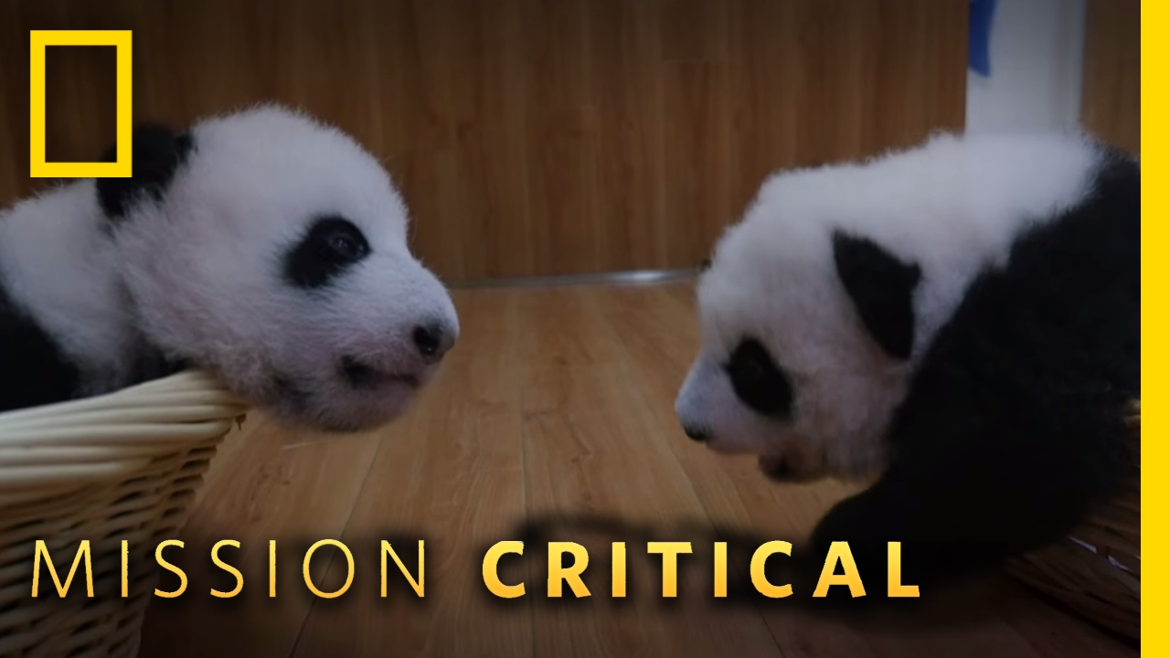 nat geo wild logo Top 3 Cutest Panda Baby Moments | Mission Critical