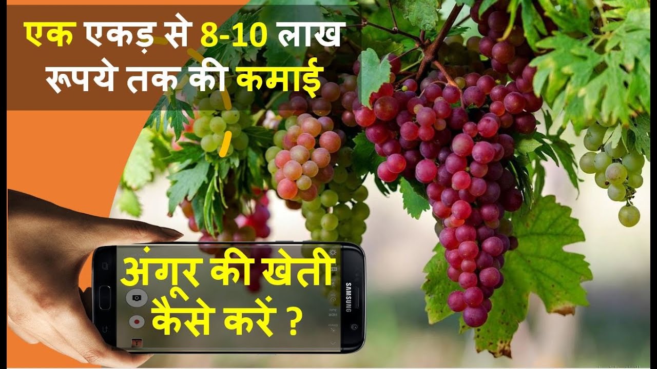 अंगूर की खेती कैसे करें पूरी जानकारी हिंदी में Grapes Farming In