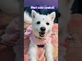 Tum Meri Sukoon ho ❣️#pyakuli #cutepetdog#aianimation#shortvideo #youtubeshorts