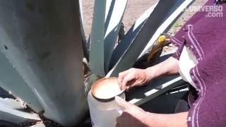 Tzawar Mishki, Una Bebida Natural Que Sirve Para Endulzar