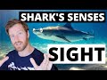 SHARKS can see things you cant! How do Sharks see? Do they hunt in the dark? Do they see colour?