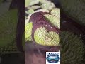 Blackworms | Will they propagate this way? 