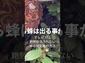 テレビでは絶対放送されない蜂の巣駆除の方法　#shorts #蜂の巣駆除