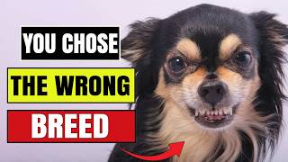 Most Aggressive Dog Breeds  #10 Is a SMALL Dog