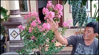 'TIPS AGAR BUNGA SAKURA lokal CEPAT BERBUNGA'