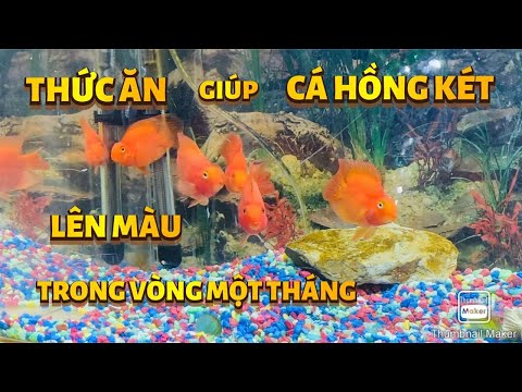 Video #163]Cá Hồng Két ăn gì lên màu?Giá bao nhiêu... - youtube