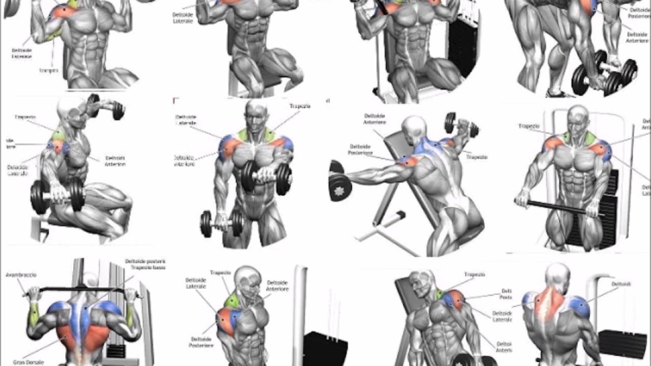 shoulder exercises chart