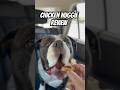 CHICK-FIL-A Nugget Bulldog Review #bulldog #funnyanimals #review #shorts