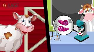 Character Animation | G-Lage | Explainer Video | VIDPAQ