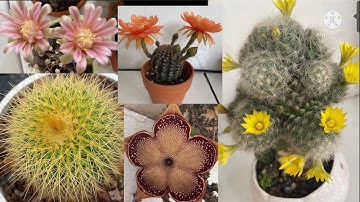 Hướng dẫn chăm sóc và ngắm xương rồng với sen đá thật đẹp mắt/#chaukimfamily #xuongrongvasenda