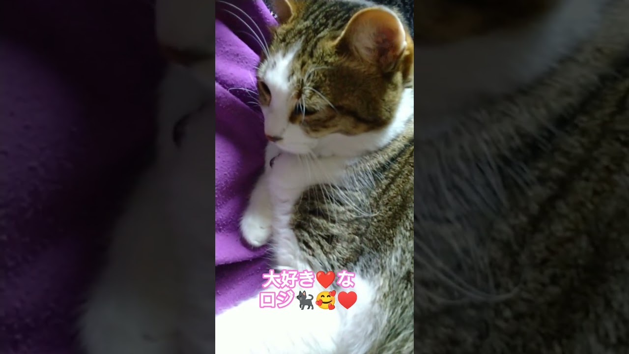 猫大好き❤🐈‍⬛ #ねこのいる暮らし #ねこ好き #cat - YouTube