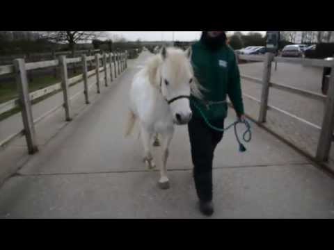 petco hours Taffy would like a home with a confident young rider