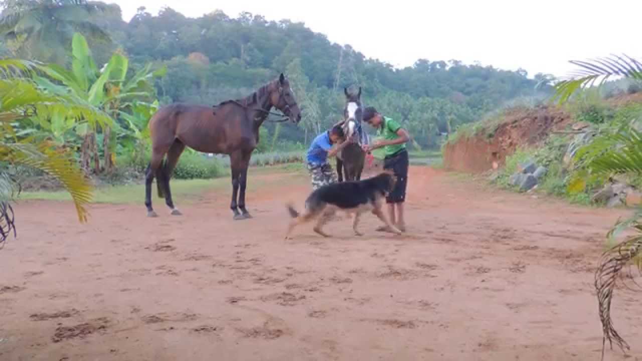 Stallion's Valley Horse Riding Academy kerala.mb.+919847400608 YouTube