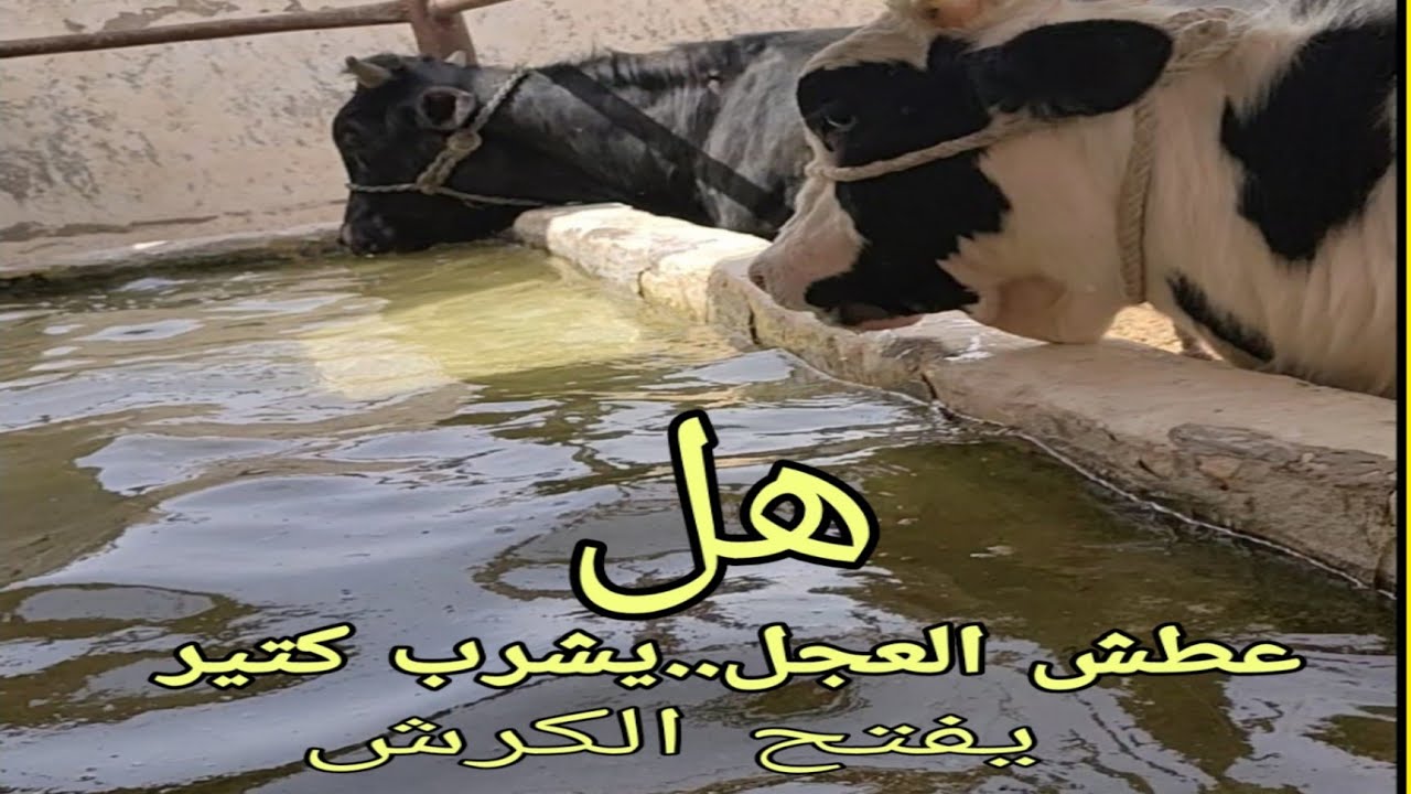 ما العلاقة بين مياه الشرب ومعدل التحويل اليومي لعجول التسمين.معلومات صادمة.د/السيد الطوخي.وكم  مرة