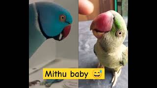 Mithu baby 😅 #parrot #birds #cute #polarblueparrot #blueparrot #funny #blueandgoldmacaw