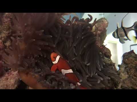 Finding Nemo 3