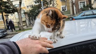 A Very Affectionate, Attention Loving, Adorable Tailless Calico Cat.