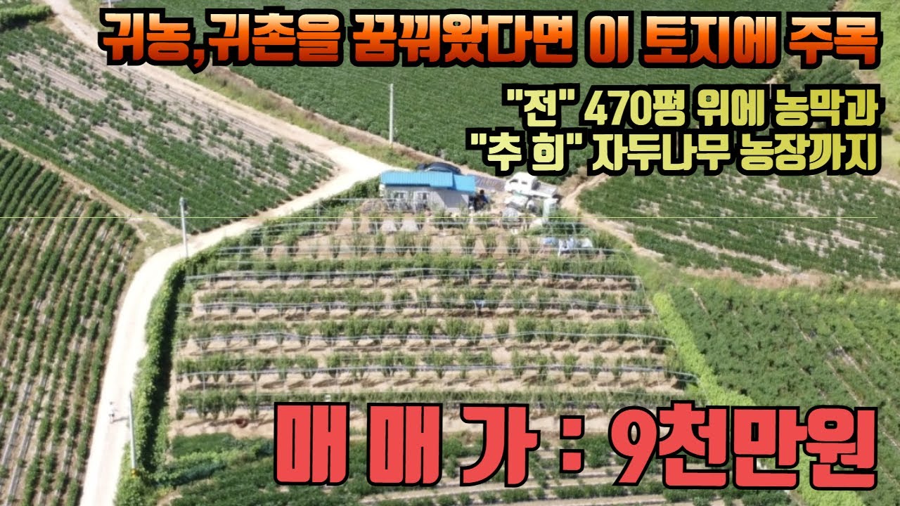 괴산농막토지매매 괴산불정면세평리 추희자두 농가수익 농촌체류형쉼터 괴산귀농괴산귀촌 귀농귀촌 괴산농막생활 괴산자두농사 자두나무농사 추희자두나무 시골농가주택 괴산토지매매 괴산싼땅