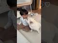 愛犬がいなくなるのを知った4歳児の反応…　#shorts #フレンチブルドッグ #保護犬 #愛犬