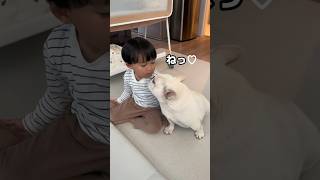 愛犬がいなくなるのを知った4歳児の反応…　#shorts #フレンチブルドッグ #保護犬 #愛犬