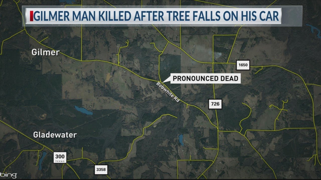Gilmer man killed after tree falls on his car - YouTube