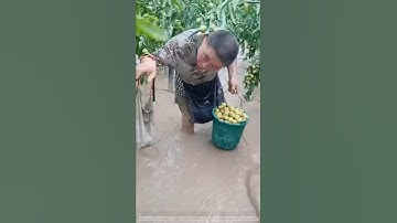 The process of harvesting jujubes #farming #farming101 #fruit #farmingtraditions #satisfying