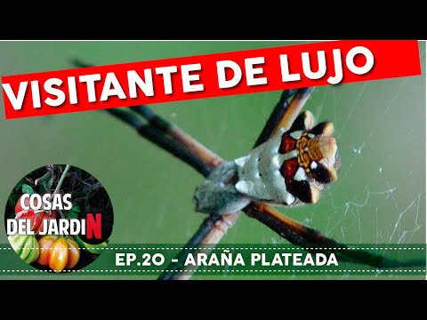 #berenjueves ep.20 - Me llegó un visitante de lujo!