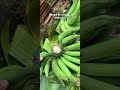 Banana de palmo #colheita #banana #terra #agricultura #shorts