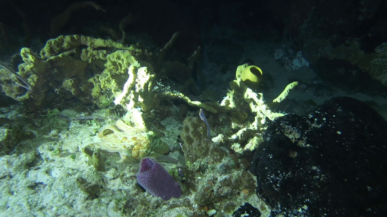 Octopus in Cozumel YouTube